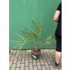 Butia capitata 80 cm