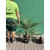 Butia capitata 100 cm