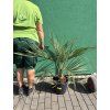 Butia capitata 100 cm