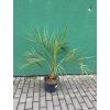 Butia capitata 80 cm