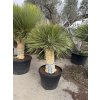 Yucca rostrata "zelená", výška rostliny 160 cm