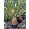 Cycas panzhihuaensis 190 cm