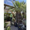 Chamaerops humilis Cerifera, Modrá trpasličí palma 230 cm