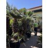 Chamaerops humilis Cerifera, Modrá trpasličí palma 230 cm