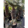 Chamaerops humilis Cerifera, Modrá trpasličí palma 230 cm