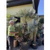 Chamaerops humilis Cerifera, Modrá trpasličí palma 230 cm