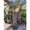 Chamaerops humilis Cerifera, Modrá trpasličí palma 230 cm