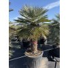 Chamaerops humilis Cerifera, Modrá trpasličí palma 240 cm