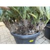 serenoa repens 120 cm