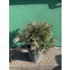 serenoa repens 160 cm