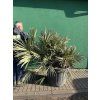 serenoa repens 160 cm