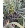 serenoa repens 160 cm