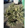 serenoa repens 160 cm