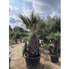 Brahea armata, modrá palma, 230 cm