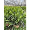 Nephrolepis Cordata - Ledviník