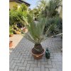 Dioon Edule 135 cm