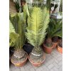 Dioon Edule 130 cm