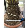 Dioon Edule 135 cm