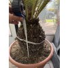 Dioon Edule 135 cm