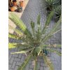 Dioon Edule 135 cm