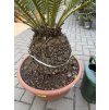 Dioon Edule 135 cm