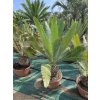 Dioon Edule 135 cm