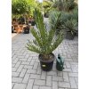 Encephalartos ferox