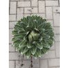 AGAVE VICTORIA REGINAE 35cm
