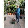 Ficus Nitida 170 cm