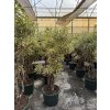 Dracaena song of india 170 cm