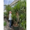 Dracaena cochinchinensis 250 cm