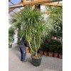 Dracaena cochinchinensis 250 cm