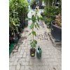 Citroník Fino 125 cm