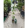 Citroník Fino 90 cm