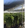Citroník Fino 125 cm
