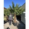 TRACHYCARPUS FORTUNEI GALÍCIA, VÝŠKA 240 CM, KMEN 90 CM