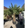 TRACHYCARPUS FORTUNEI GALÍCIA, VÝŠKA 240 CM, KMEN 90 CM