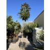 Magnolie grandiflora  400 cm