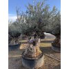 Olivovník exemplář 240 cm