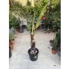 Musa Maurellii 120 cm