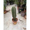 EUPHORBIA INGENS 50 cm