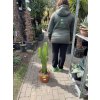 EUPHORBIA INGENS 80 cm