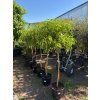Citrus junos (Yuzu) 160 cm