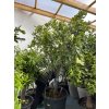 citrus hystrix 220 cm