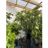 citrus hystrix 220 cm