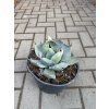 agave truncata 20 cm