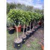 Pomerančovník 170 cm+