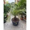 Jubaea Chilensis 120 cm
