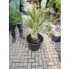 Jubaea Chilensis 120 cm