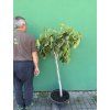 Ficus carica 160, Goutte de miel